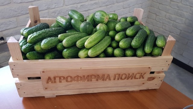 В чем разница между партенокарпическими и пчелоопыляемыми гибридами огурца? В чем разница между партенокарпическими и пчелоопыляемыми гибридами огурца?