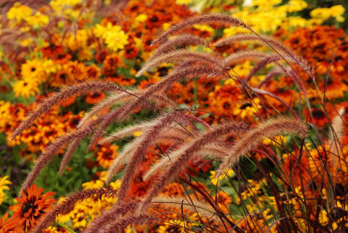 Сорта Осенних Цветов Фото