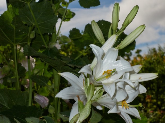 Лилия белоснежная, или Кандидум (Lilium candidum) Лилия белоснежная, или Кандидум (Lilium candidum)