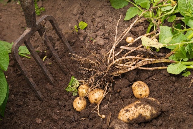 Из обычных огородных культур по трудозатратам у картофеля нет равных
