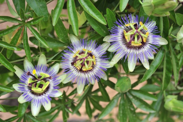Пассифлора голубая (Passiflora caerulea) Пассифлора голубая (Passiflora caerulea)