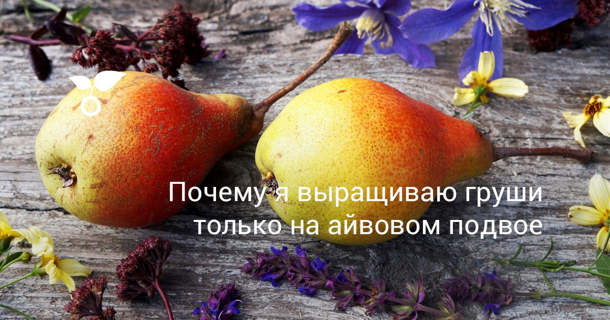 Айва для прививки груши Айва для прививки груши thumbnail