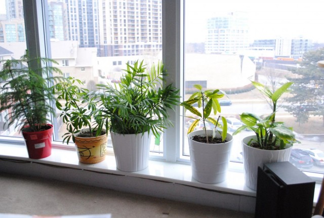 В изменении ухода в зимний период, в большей или меньшей мере, нуждаются все комнатные растения