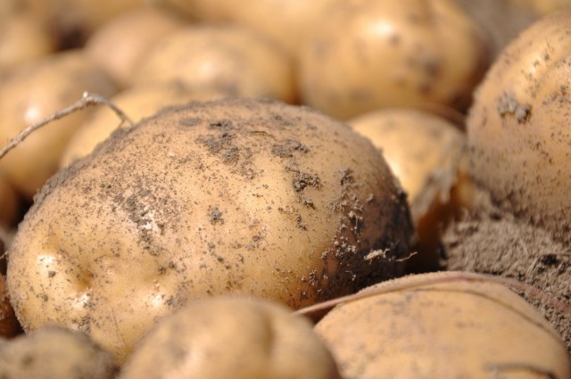 При выращивании в конусах картофель развивает мощную корневую систему, на которой образуется множество клубней