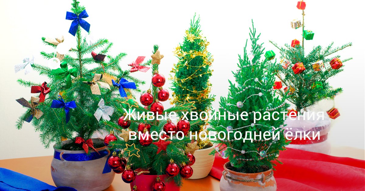 Новогоднюю Елку Посадить Новогоднюю Елку Посадить