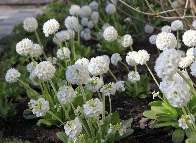 Примула мелкозубчатая (Primula denticulata) «Альба» Примула мелкозубчатая (Primula denticulata) «Альба»