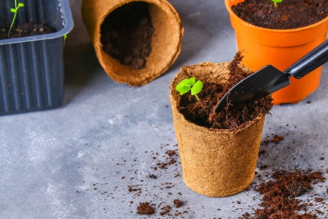 13 комнатных растений, которые легко выращивать из семян в домашних условиях