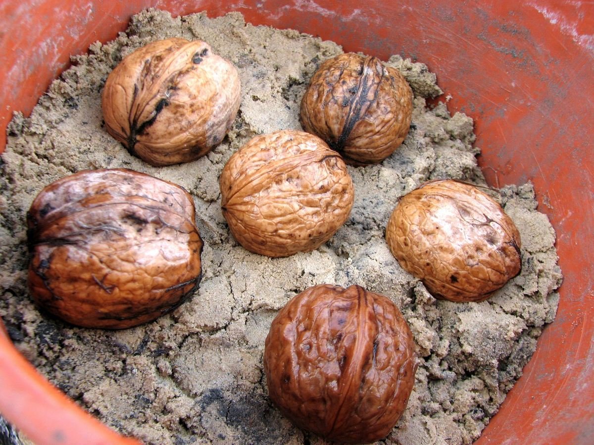 Как растут грецкие орехи в природе фото