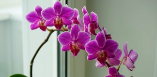 Как заставить орхидею зацвести? 6 полезных советов