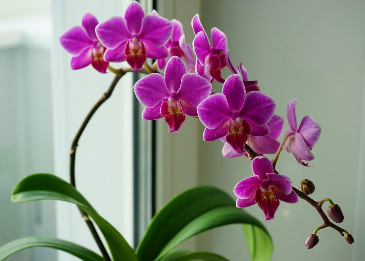 Фото орхидеи начало цветения