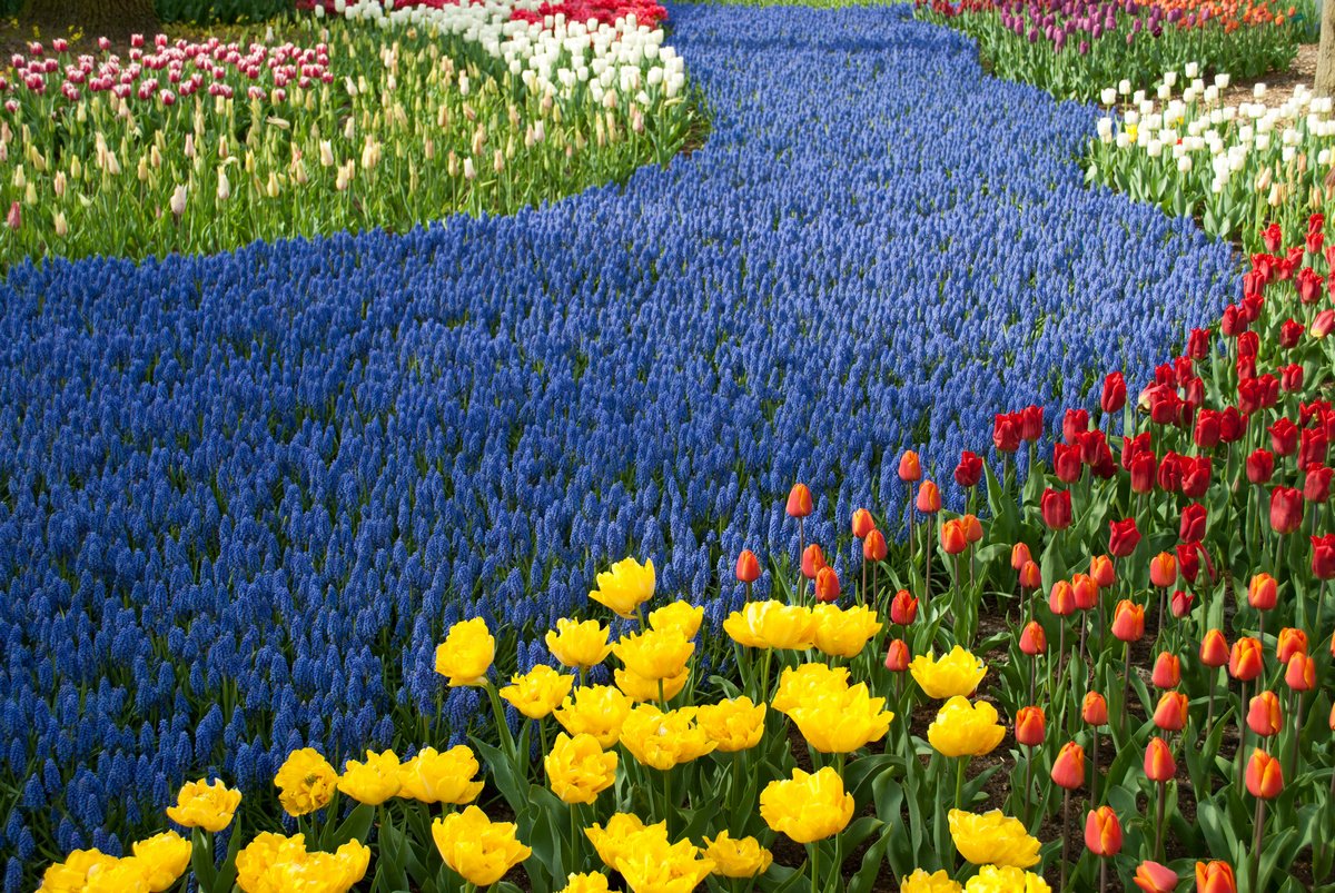 Картинки по запросу "поля с тюльпанами в голландии"