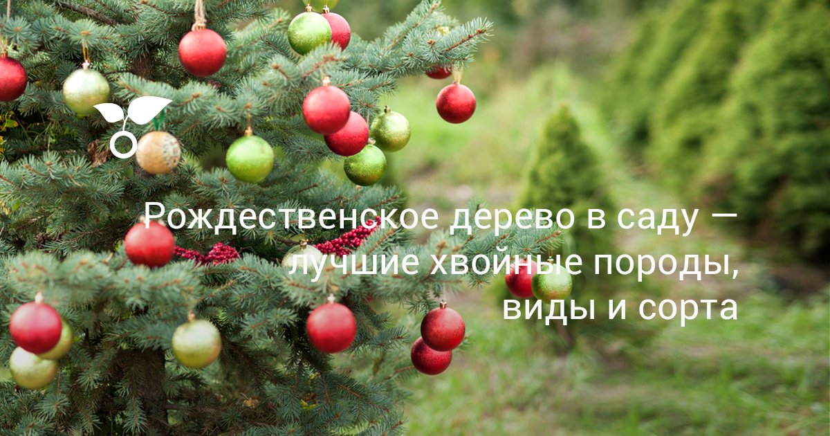 Хвойное Растение В Качестве Новогодней Елки Хвойное Растение В Качестве Новогодней Елки