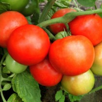 Сорта томатов выращиваемых безрассадным способом