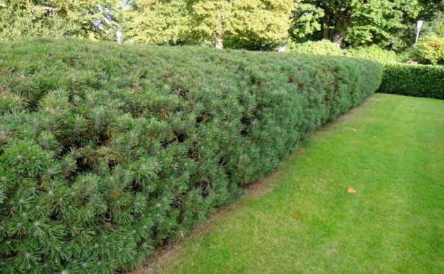 Живая изгородь из сосны горной (Pinus mugo Turra) Живая изгородь из сосны горной (Pinus mugo Turra)