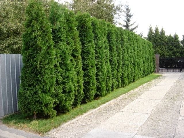 Живая изгородь из туи западной (Thuja occidentalis L.) Живая изгородь из туи западной (Thuja occidentalis L.)