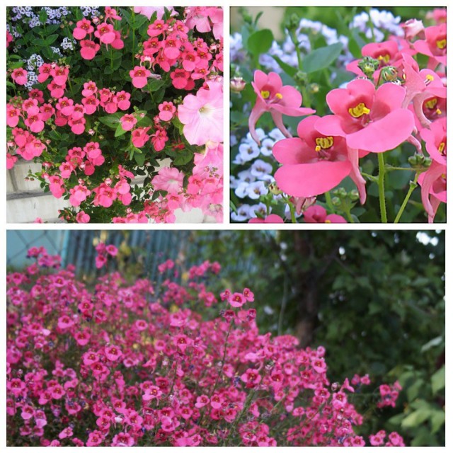 Диасция (Diascia) Диасция (Diascia)