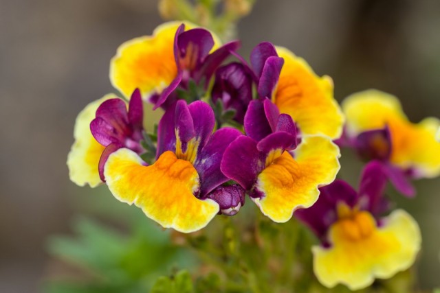Немезия (Nemesia) Немезия (Nemesia)