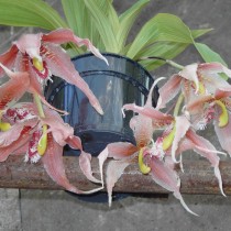Пафиния Эррера (Paphinia herrerae) Пафиния Эррера (Paphinia herrerae)
