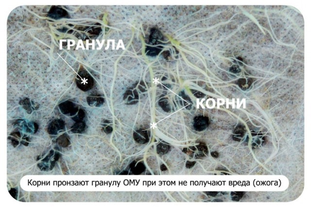 Корневая система растения и гранулы ОМУ Корневая система растения и гранулы ОМУ
