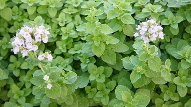 Майоран (Origanum maijorana L.) Майоран (Origanum maijorana L.)