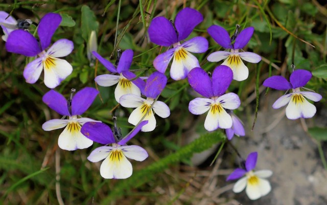 Фиалка трехцветная (Viola tricolor) Фиалка трехцветная (Viola tricolor)