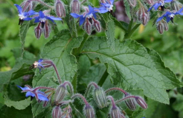Бурачник лекарственный (Borago officinale L.) Бурачник лекарственный (Borago officinale L.)
