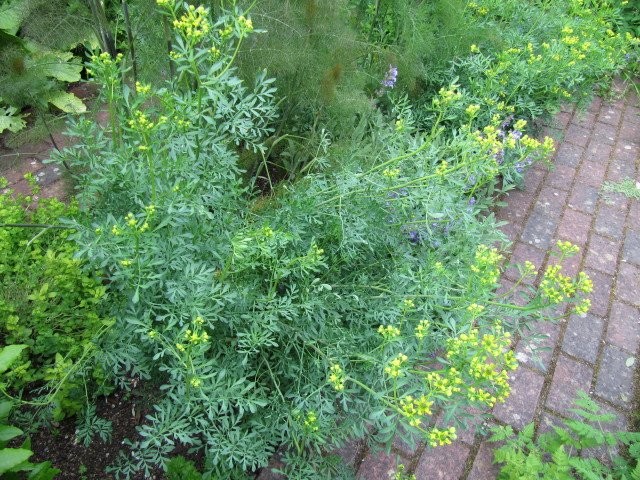 Рута пахучая или душистая (Rutaceae graveolens L.) Рута пахучая или душистая (Rutaceae graveolens L.)
