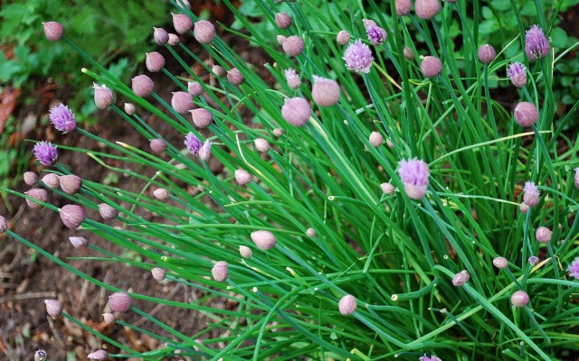 Шнитт-лук (Allium schoenoprasum L.) Шнитт-лук (Allium schoenoprasum L.)
