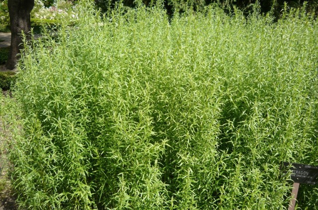 Эстрагон (Artemisia dracunculus) Эстрагон (Artemisia dracunculus)