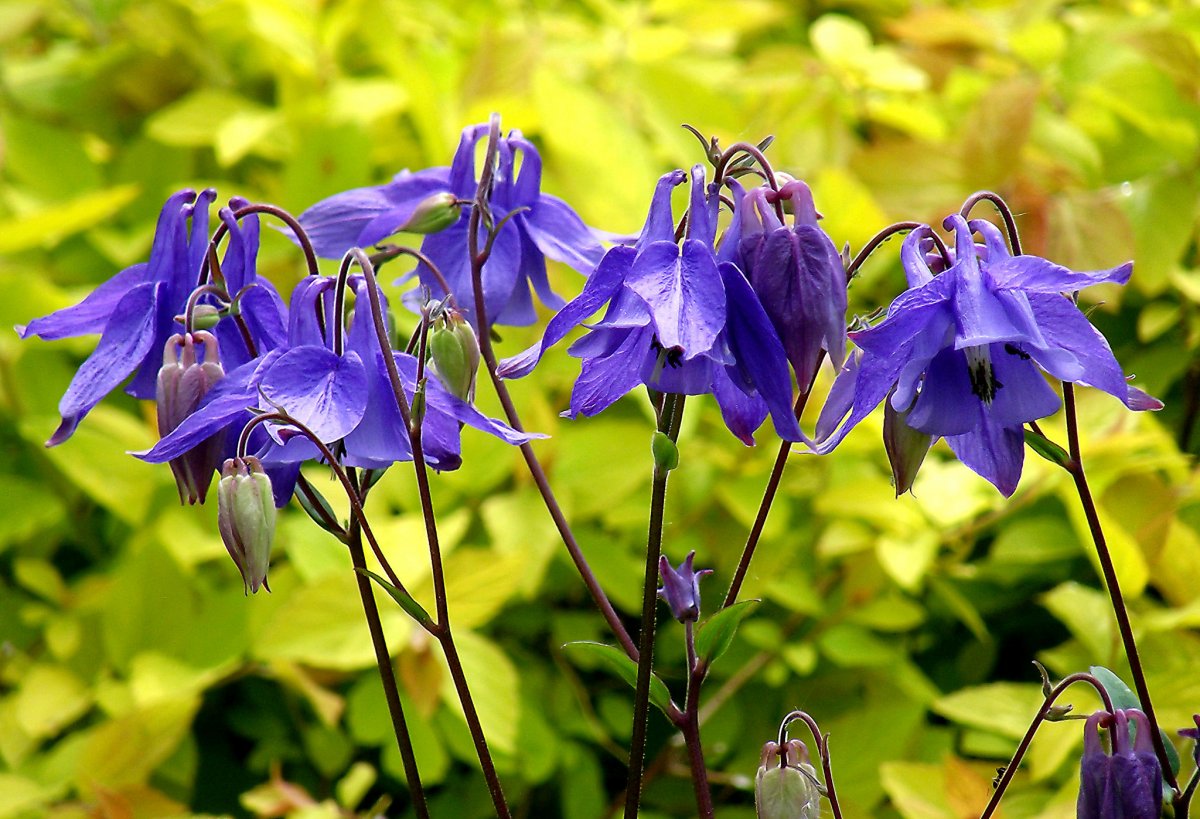 Вьющийся цветок садовый многолетний клематис фото