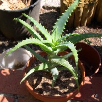 Алоэ древовидное (Aloe arborescens) Алоэ древовидное (Aloe arborescens)