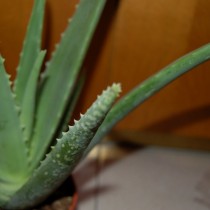 Алоэ настоящее (Aloe vera) Алоэ настоящее (Aloe vera)