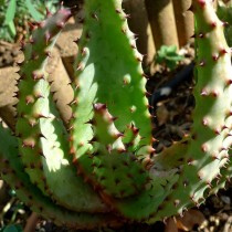 Алоэ Марлота (Aloe marlothii) Алоэ Марлота (Aloe marlothii)