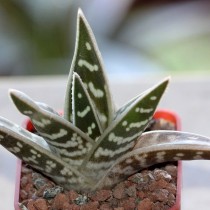Алоэ пестрое (Aloe variegata) Алоэ пестрое (Aloe variegata)