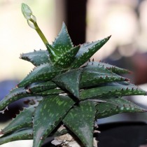 Алоэ Юкунда (Aloe jucunda) Алоэ Юкунда (Aloe jucunda)