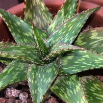 Алоэ сомалийское (Aloe somaliensis) Алоэ сомалийское (Aloe somaliensis)