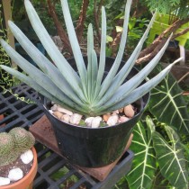Алоэ складчатое (Aloe plicatilis) Алоэ складчатое (Aloe plicatilis)