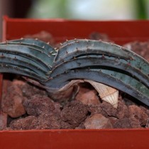 Алоэ напротивлистное (Aloe suprafoliata) Алоэ напротивлистное (Aloe suprafoliata)