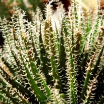 Алоэ хавортиевидное (Aloe haworthioides) Алоэ хавортиевидное (Aloe haworthioides)
