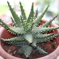 Алоэ черноколючковое (Aloe melanacantha) Алоэ черноколючковое (Aloe melanacantha)