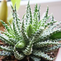 Алоэ приземистое (Aloe humilis) Алоэ приземистое (Aloe humilis)