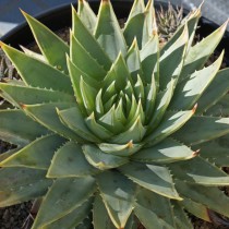 Алоэ многолистное (Aloe polyphylla) Алоэ многолистное (Aloe polyphylla)