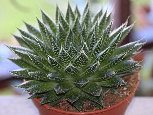 Алоэ остистое (Aloe aristata) Алоэ остистое (Aloe aristata)
