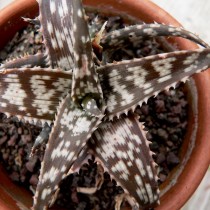 Алоэ Рауха (Aloe rauhii) Алоэ Рауха (Aloe rauhii)