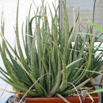 Алоэ красивенькое (Aloe bellatula) Алоэ красивенькое (Aloe bellatula)