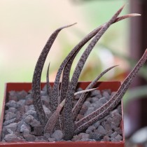 Алоэ белоцветковое (Aloe albiflora) Алоэ белоцветковое (Aloe albiflora)