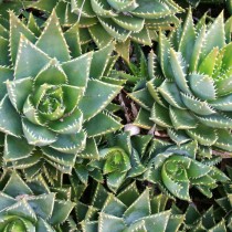Алоэ надрезнолистное (Aloe perfoliata) Алоэ надрезнолистное (Aloe perfoliata)