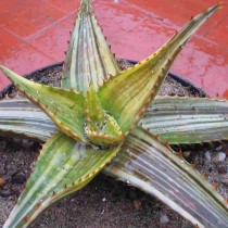 Алоэ ежовое (Aloe maculata) Алоэ ежовое (Aloe maculata)