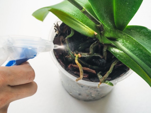 При внекорневых подкормках раствор заливают в пульверизатор или опрыскиватель и смачивают листья орхидеи