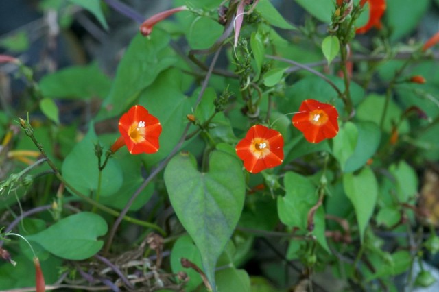 Ипомея квамоклит огненно-красный (Ipomoea coccinea) Ипомея квамоклит огненно-красный (Ipomoea coccinea)